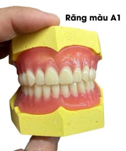 Răng nhựa 2 lớp Ortolux Top – Unidesa – hình 5