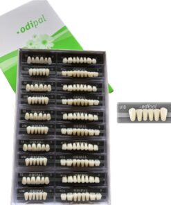 Răng nhựa 3 lớp Odipal – Unidesa – hình 2