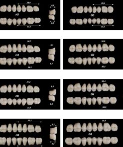 Răng nhựa 4 lớp Odident – Unidesa – hình 4